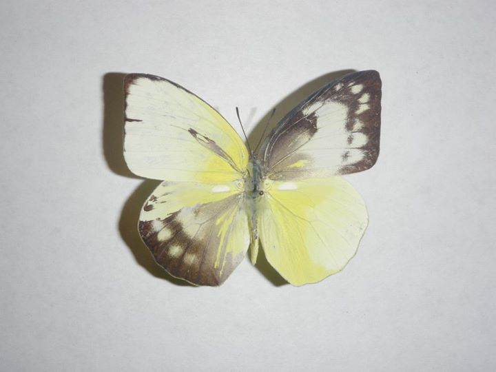 Catopsilia scylla gynandromorph